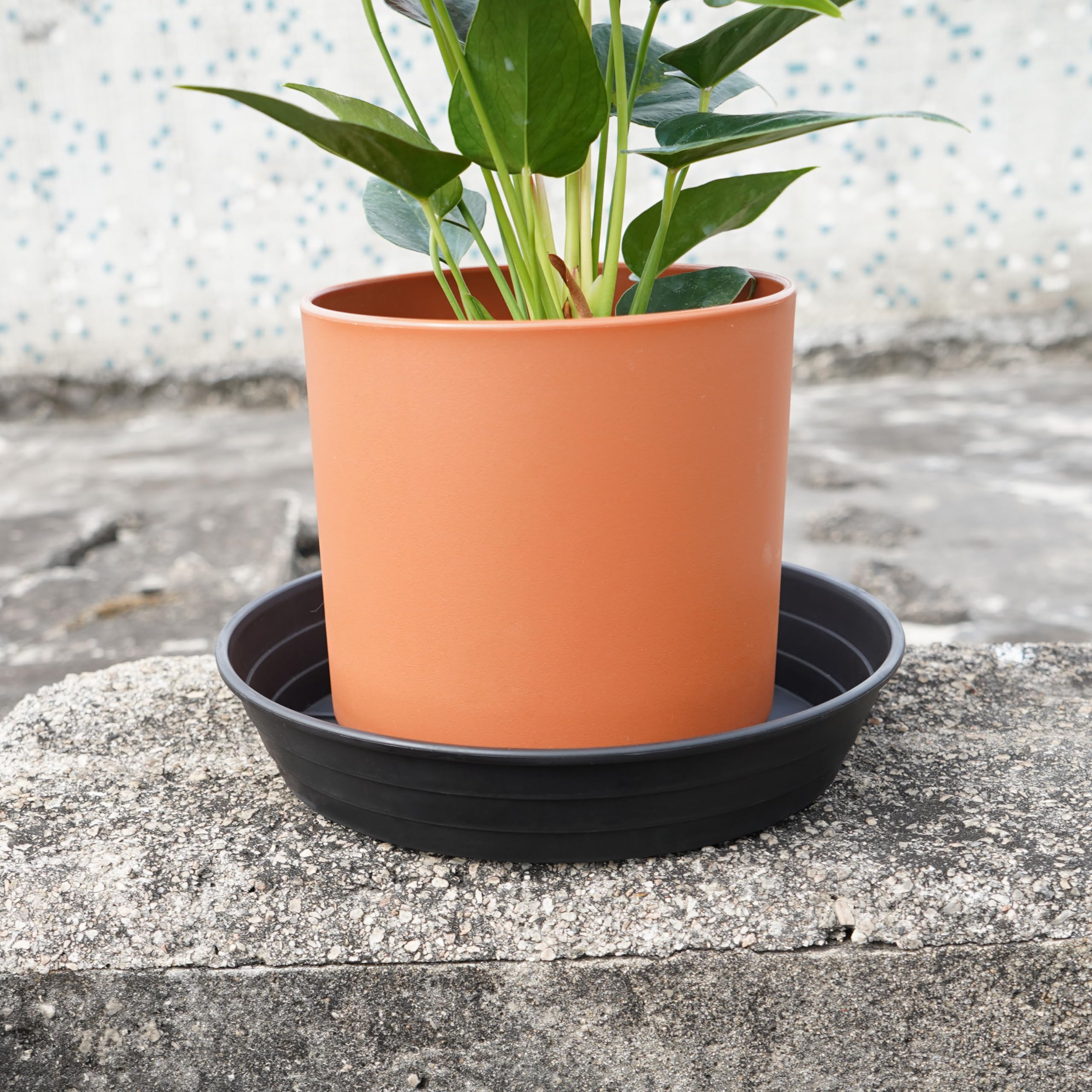 Amazon.com : LWALRS 4 Packs 8 Inches Plant Saucer Drip Trays